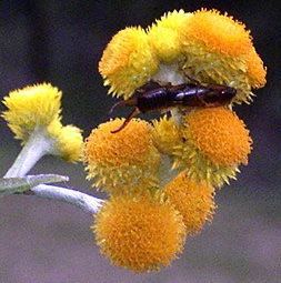 Photo of Forficula auricularia by <a href="http://www.flickr.com/photos/dianesdigitals/">Diane Williamson</a>